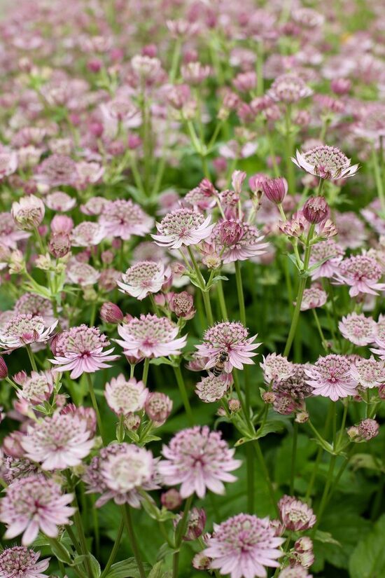 Astrantia major Pink Button JAUNUMS 2025